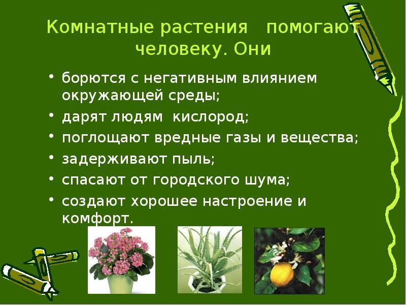Какие значение имеют зеленые растения