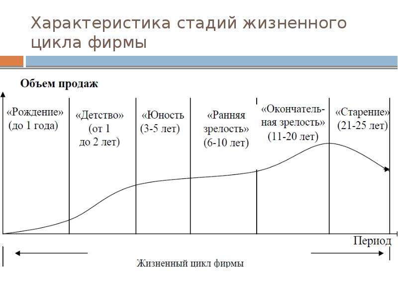 Вторая стадия жизненного цикла