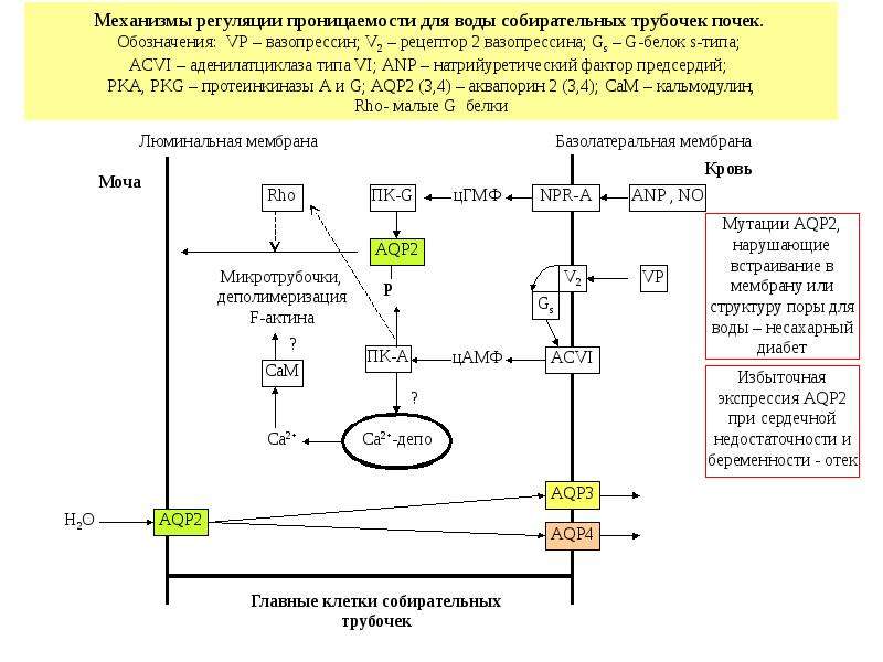 Водно солевой обмен биохимия презентация