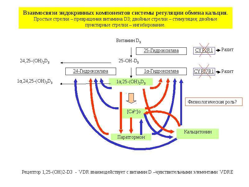 Схема регуляции водно солевого обмена