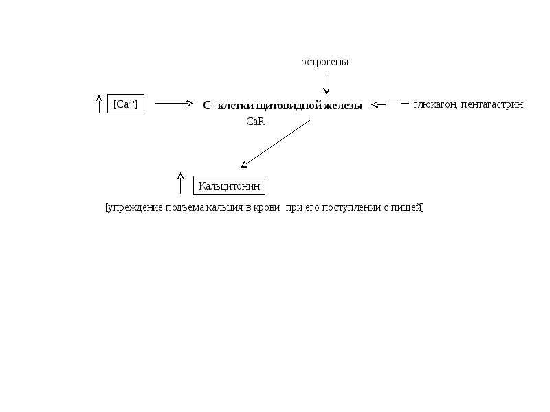 Щитовидная железа водно солевой обмен. Механизм действия пентагастрина. Схема по водно-солевому обмену. Водно солевой обмен фото.