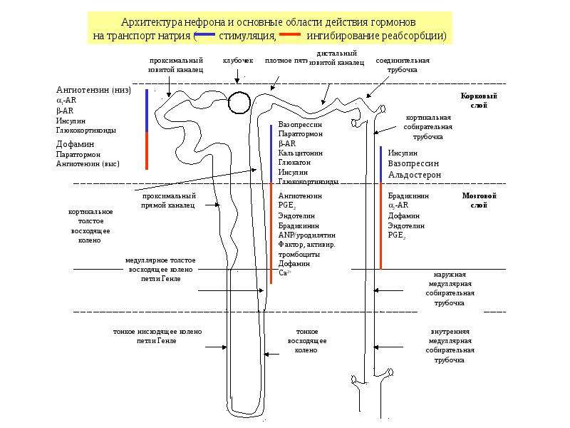 Точки приложения диуретиков схема