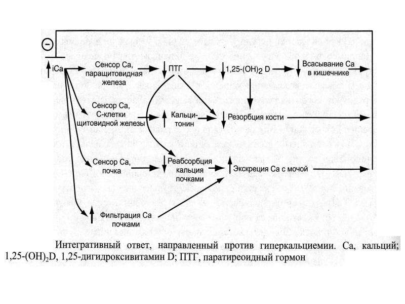 Схема регуляции водно солевого обмена