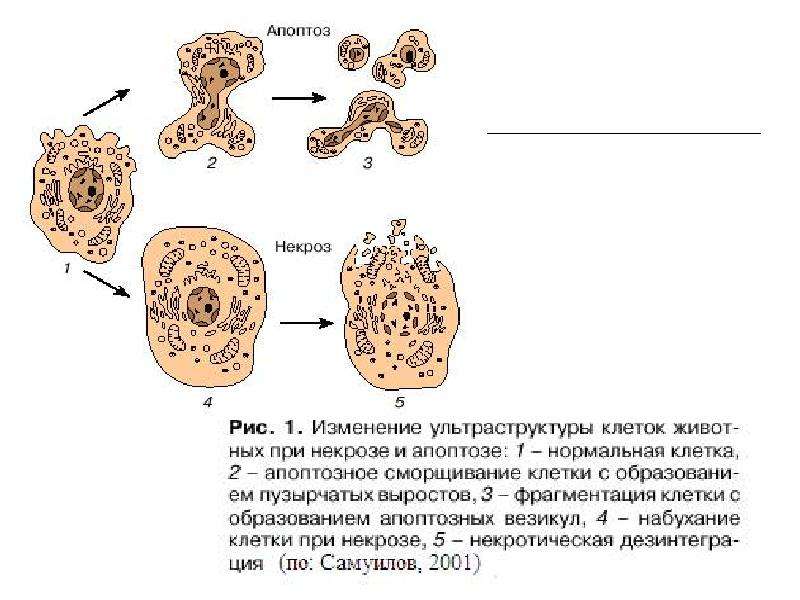 Апоптоз патанатомия презентация