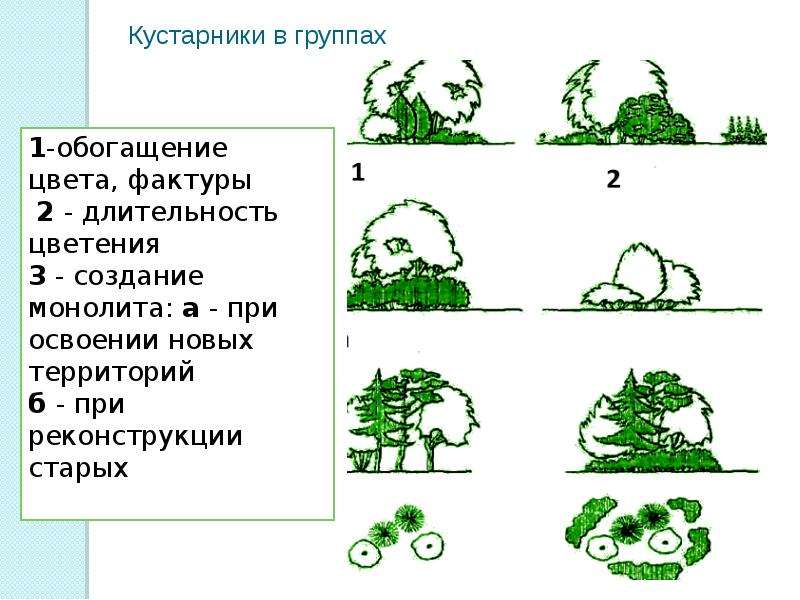 Презентация кустарники подготовительная группа