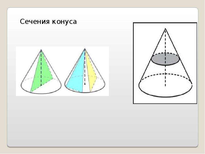 Стадия зеленого конуса как выглядит фото