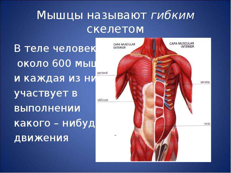 Какие мышцы называют. Мышц в теле человека около. Мышцы человека возле сердца. Произвольной мускулатурой называют. 600 Мышц.