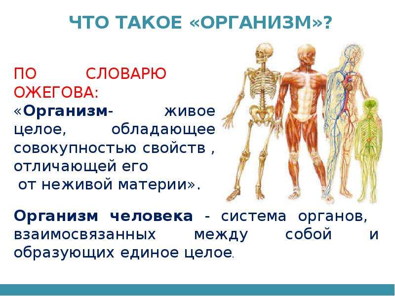 Тело человека органы 4 класс окружающий мир. Организм человека. Строение тела человека. Как устроен организм человека. Доклад на тему организм человека.