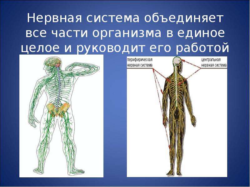 Презентация как устроен человек