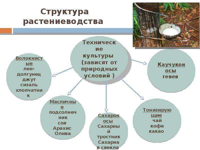 Структура растениеводства. Технические волокнистые культуры. Структура растениеводства схема. Состав отрасли растениеводства.