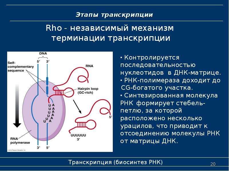 Механизм транскрипции. Понятие транскрипция в биологии. Стадии транскрипции. Механизм транскрипции РНК. Биосинтез РНК транскрипция этапы.