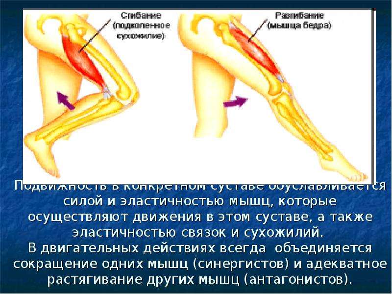 Эластическая связка. Подвижность суставов. Движение в суставах мышцы. Эластичность связок и сухожилий. Гибкость мышцы суставы.