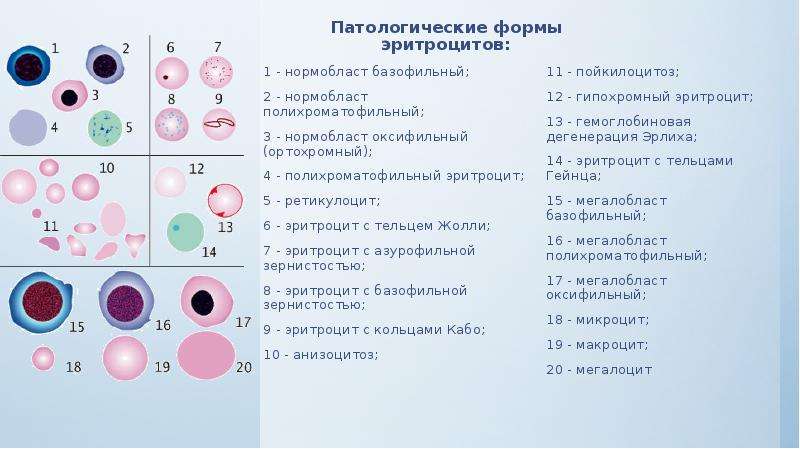 В схеме кроветворения ретикулоциты относятся к тест ответ