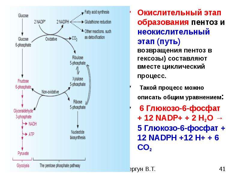 Окислительный этап гликолиза. Пентозофосфатный путь неокислительный этап схема. Окислительный путь образования пентоз. Пентозофосфатный путь Глюкозы неокислительная фаза. Глюконеогенез цикл.
