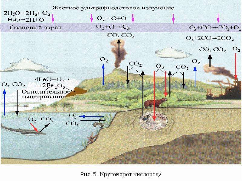 Схема круговорот кислорода в природе схема