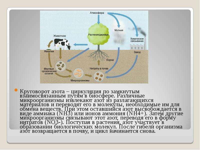 Рассмотрите рисунок на котором представлена схема круговорота азота в природе