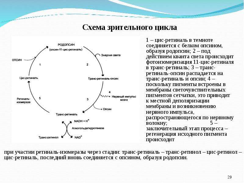 Схема зрительного акта