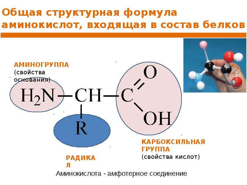 Общая структурная формула. Общая структурная формула аминокислоты. Структурная Formula Аминов. Схема диссоциации карбоксильной группы в составе белков. Аминокислоты структурная формула химия.