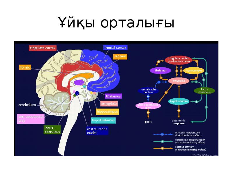 Ұйқы ашар. Ұйқы без физиологиясы. Осумдуктун физиологиясы Дербишова.