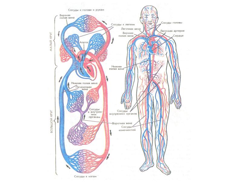 Сердечно сосудистая система человека фото