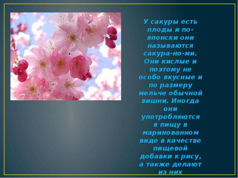 Стихи про сакуру. Стихотворение про сакуру. Сакура для презентации. Хокку стихи про сакуру. Японские стихи про сакуру.