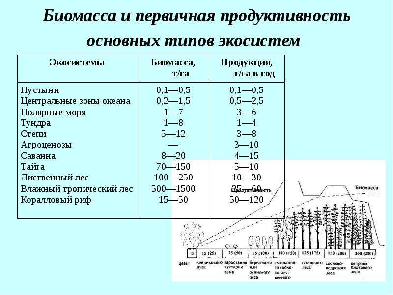 Самая высокая биомасса растений и продуктивность