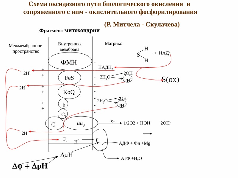 Биологическое окисление биохимия схема