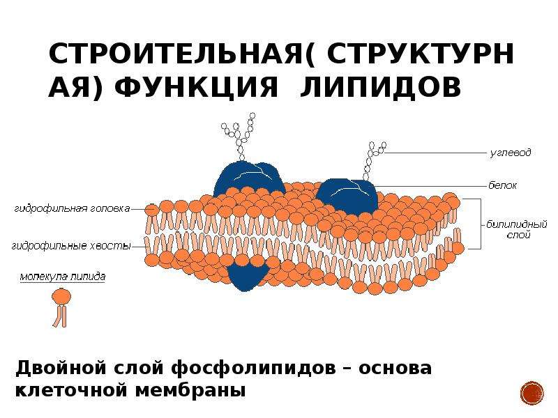 Липиды презентация 9 класс биология