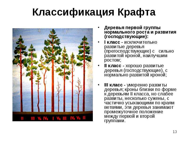 Проект мероприятий по содействию естественному лесовозобновлению