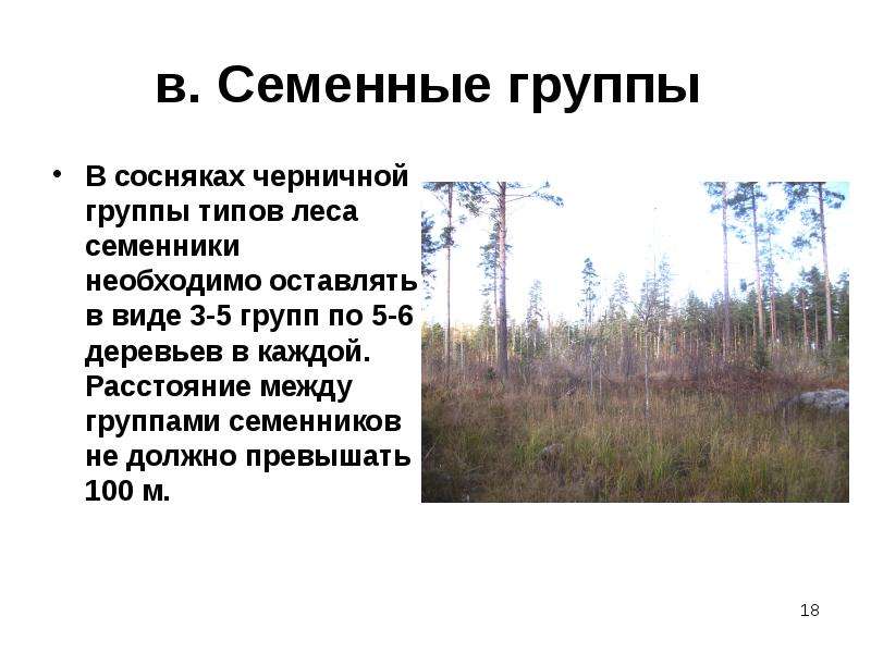 Проект мероприятий по содействию естественному лесовозобновлению