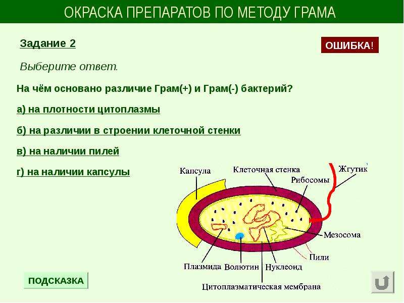 Какова окраска. Метод грама микробиология. Метод окраски по Граму микробиология. Метод окраски по Граму алгоритм. Окраска бактерий по методу грама.