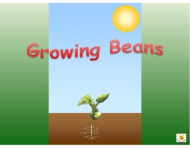 Growing Beans