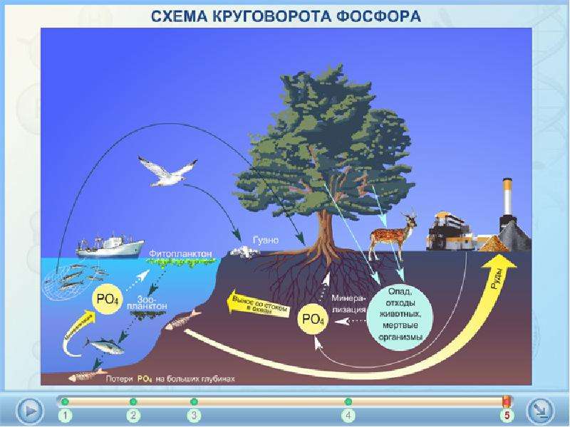 Круговорот железа в природе схема и описание