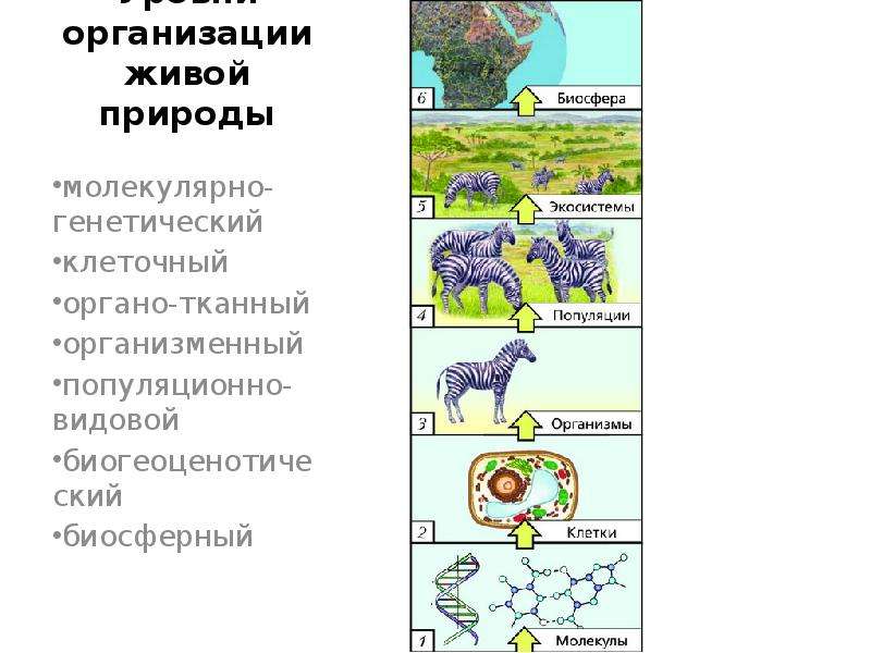 Уровни организации природы. Уровни организации живой природы молекулярно генетический. Критерии организации живой материи. Уровни организации живых систем критерии живого. Критерии живого в биологии.