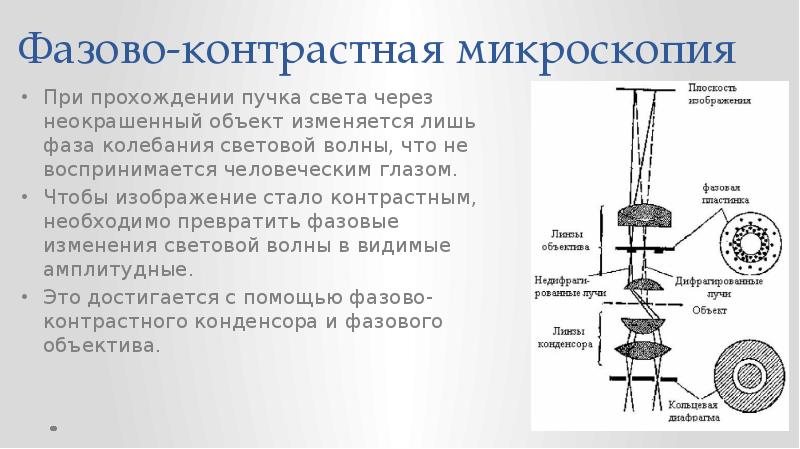 Опишите микроскопию