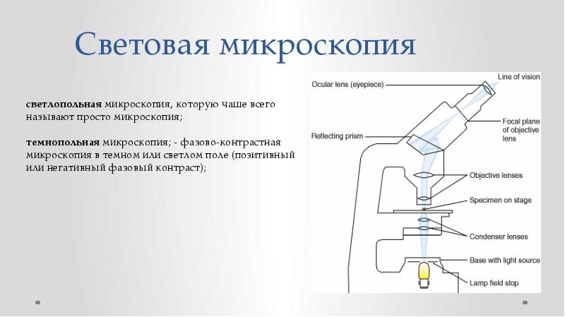 Световая микроскопия