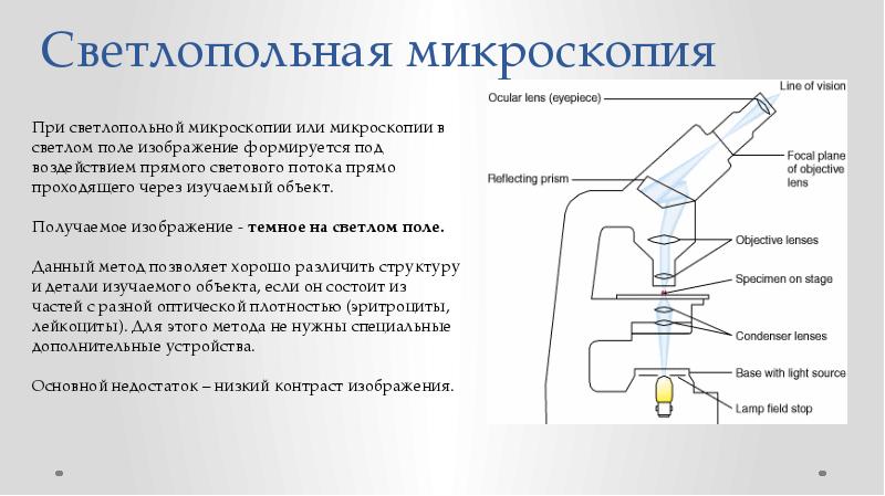 Преимущество использования световой микроскопии перед электронной