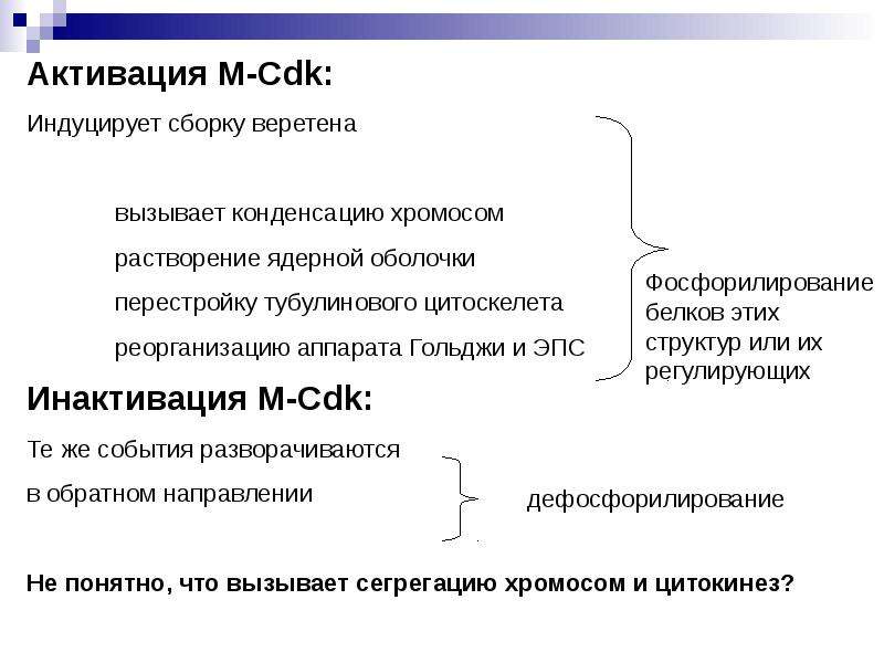 Подготовка цикла. Стимулы побуждающие клетку к делению.