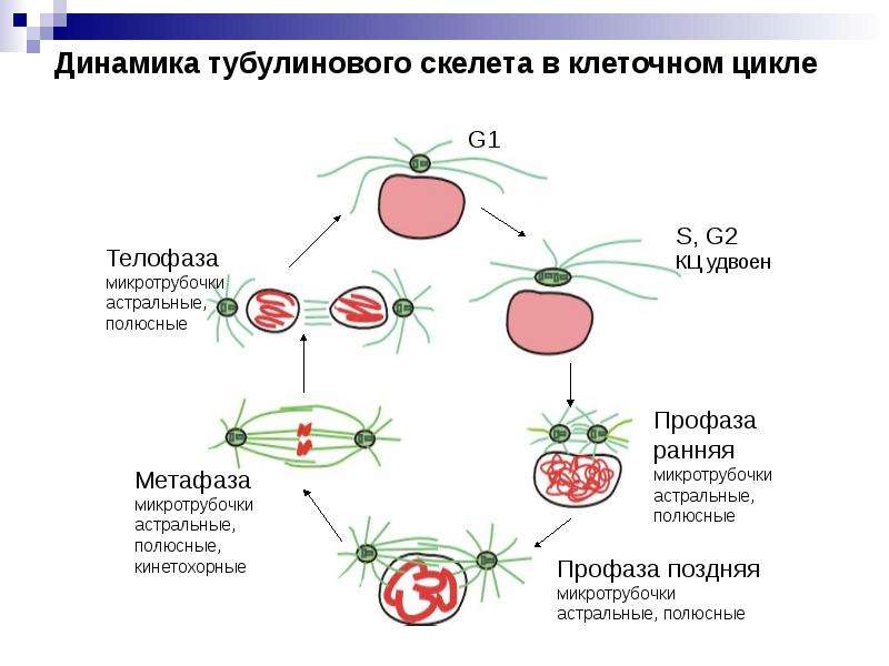 Клеточные циклы бактерий. Клетка генетика. Подготовка клетки к делению. Кинетохорные микротрубочки. Астральные микротрубочки.