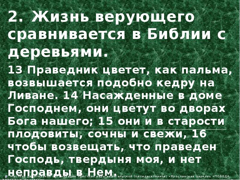 Жизнь верующего. Праведник цветет как Пальма возвышается подобно кедру на Ливане. Праведник цветет как Пальма. Праведник цветет как Пальма возвышается. Праведник как Пальма возвышается подобно кедру.