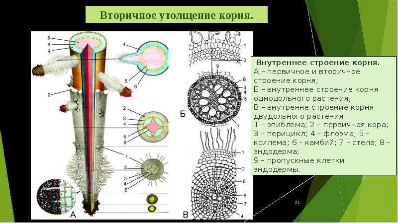 Корень пар