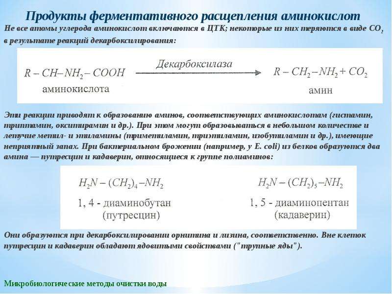 Кадаверин. Продукты разложения аминокислот. Расщепление аминокислот. Метод расщепления аминокислот. Метод лимитирования.