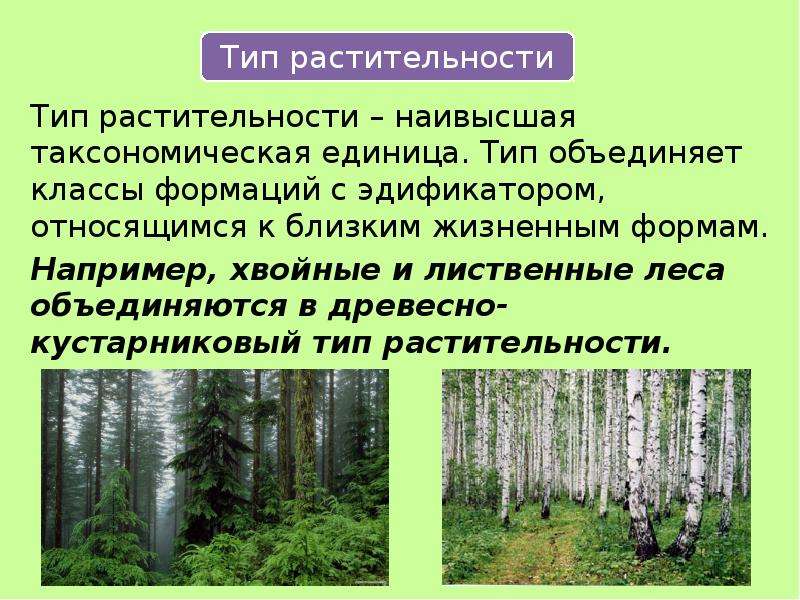 Виды растительности