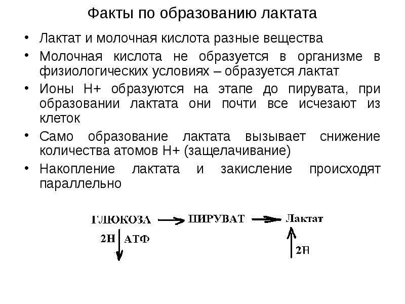 При каком условии образуется. Образование лактата в организме. Функции лактата в организме. Схема образования лактата. Как образуется молочная кислота.