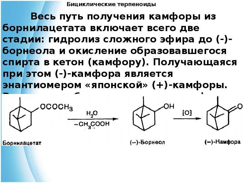 Камфора свойства