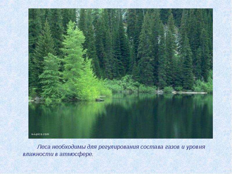  Леса необходимы для регулирования состава газов и уровня влажности в атмосфере. 