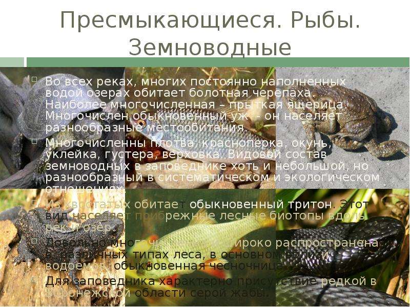 Рыбы пресмыкающиеся