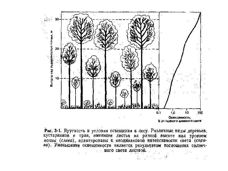 Схема общей структуры экосистем