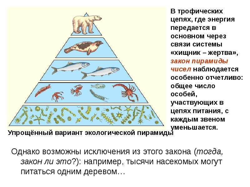 Трофические уровни. Трофические цепи, экологические пирамиды.. Пищевые цепи, трофические уровни, экологические пирамиды. Трофическая пирамида в экосистеме. Трофический уровень экологической пирамиды.