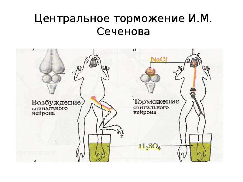 Сеченовское торможение схема